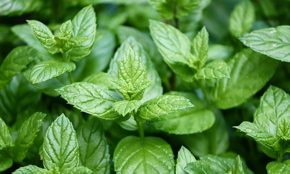 Borsmenta – a kert mentolos varázslója egyszerre gyógyít, frissít és hódít