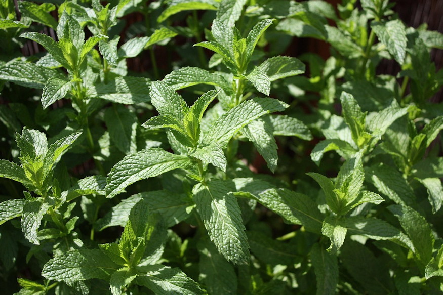 borsmenta kert mentolos varazsloja 04