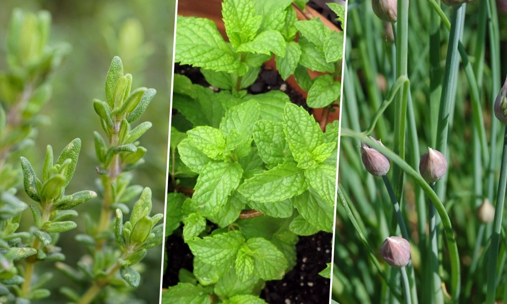Nem a konyhaablak mumusai: 3 fűszernövény, ami tényleg kezdőbarát