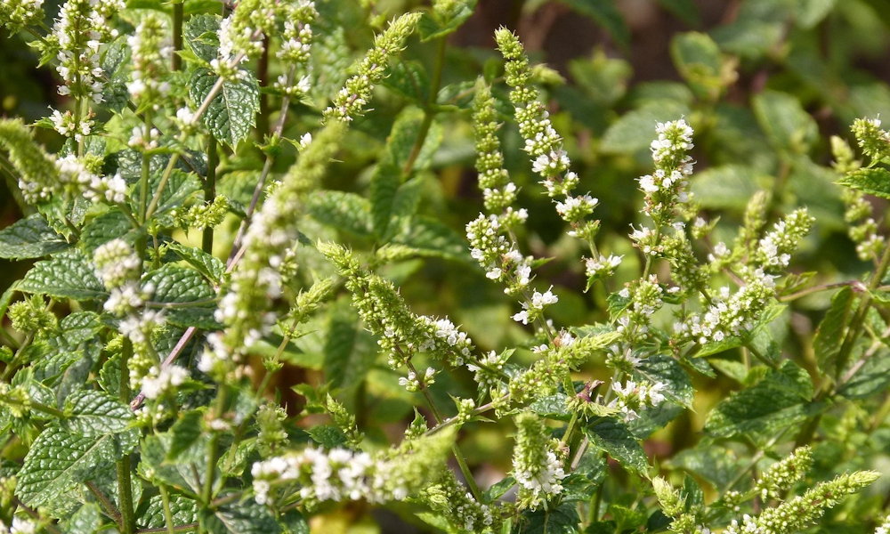 Tényleg kiirthatatlan a menta? Akkor miért pusztul ki ennyi kertben?