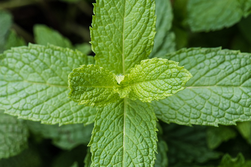 tenyleg kiirthatatlan menta 02