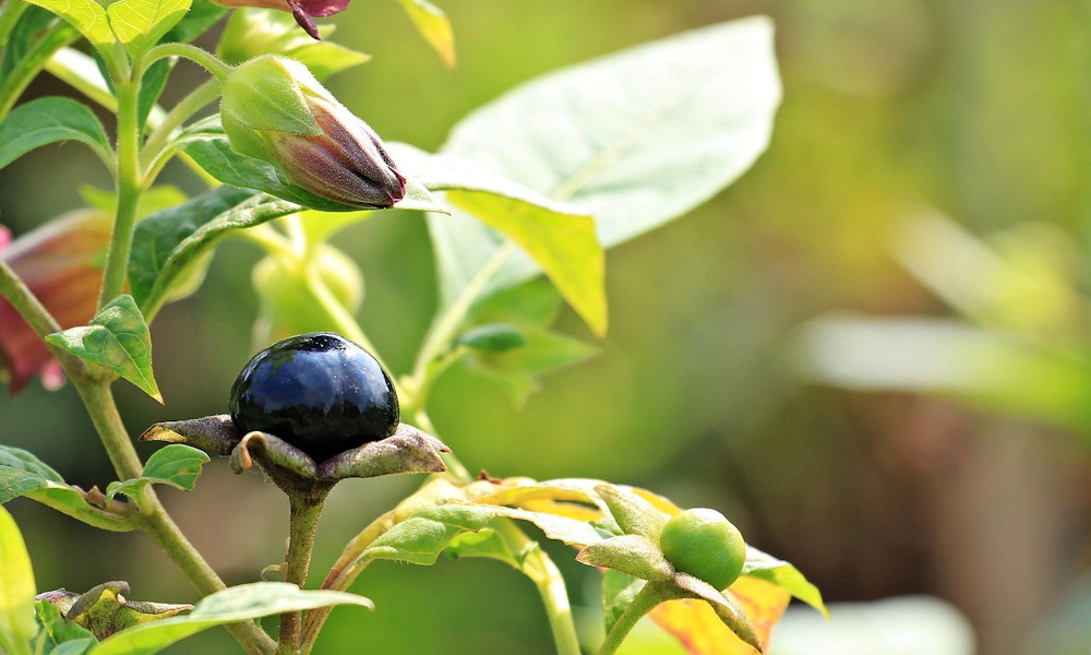 A növények, amiket régen boszorkányok használtak, de a kertészek ma is gyakran félreértenek