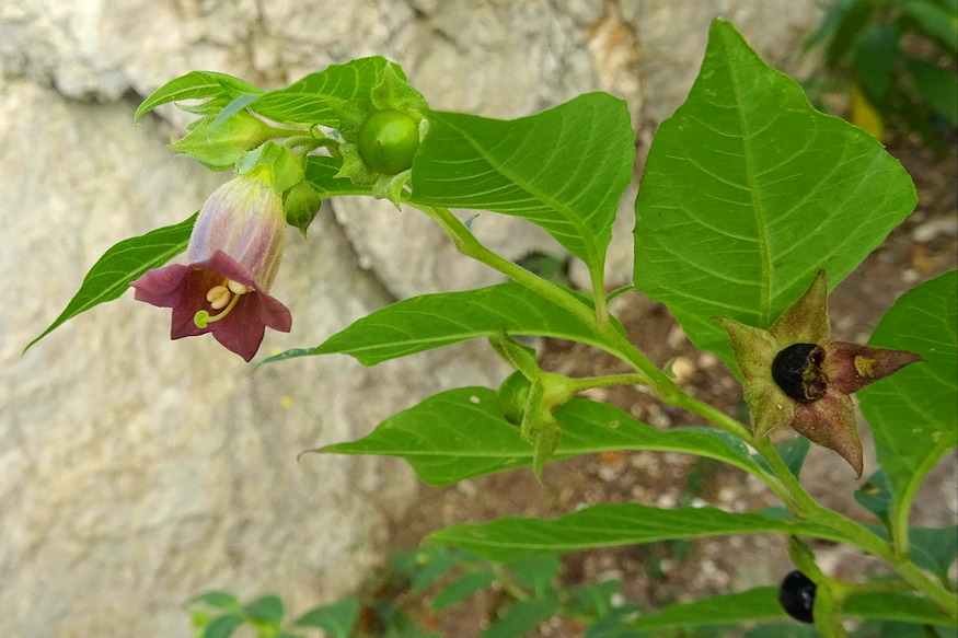 noveny regen boszorkanyok 02
