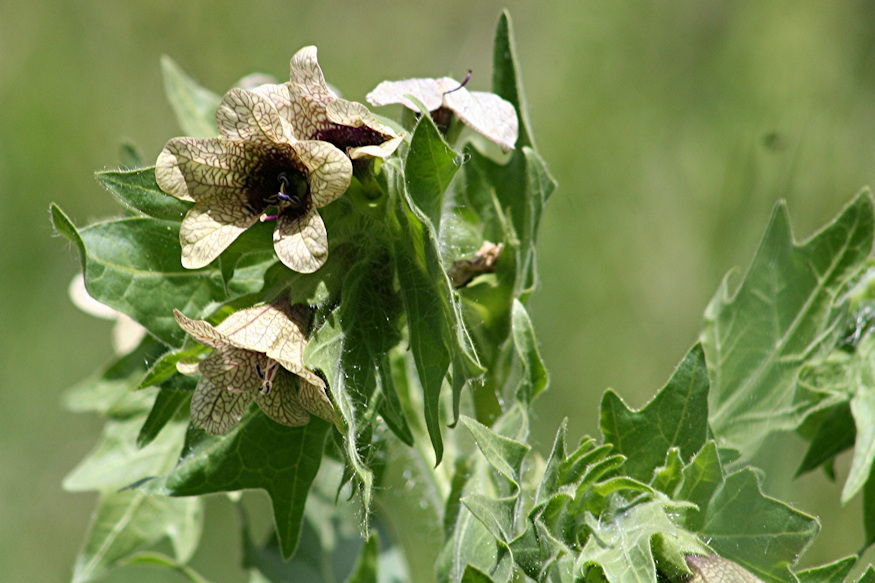 noveny regen boszorkanyok 03