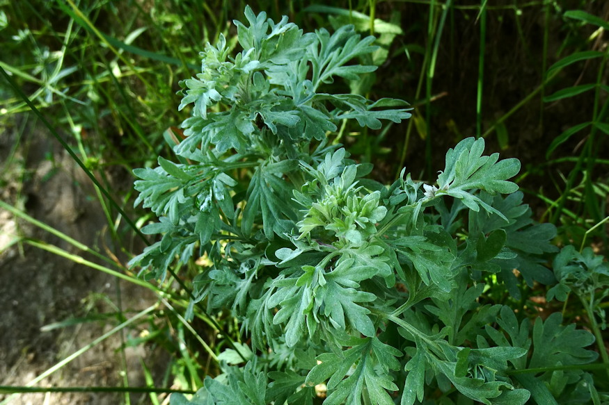 noveny regen boszorkanyok 04