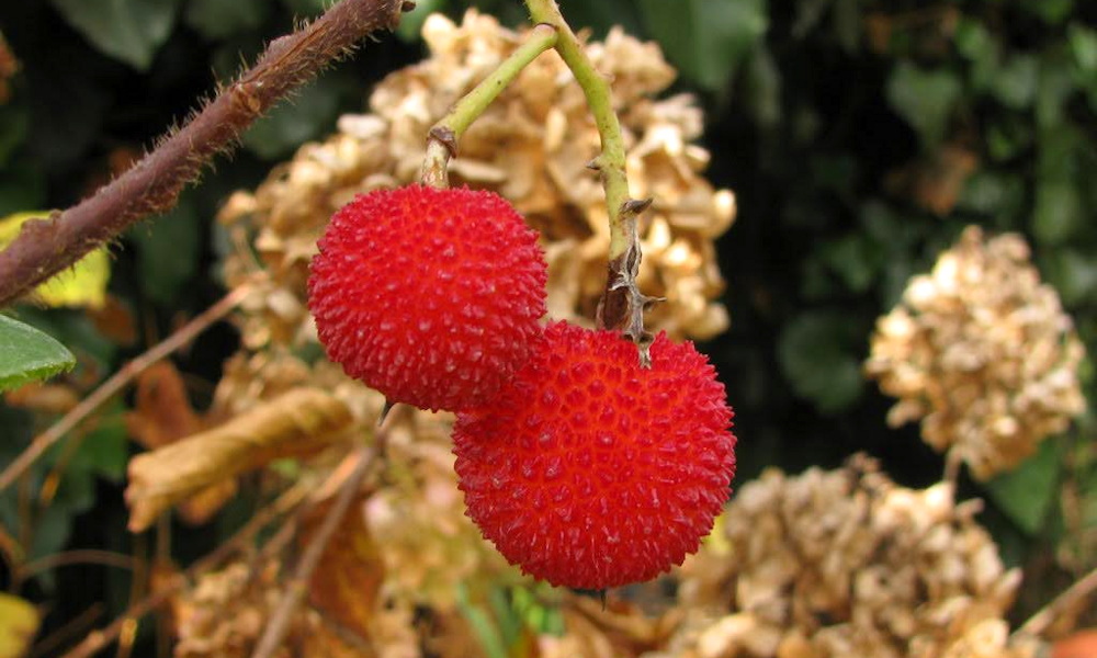 Az atlanti szamócafa bosszúja – öt év türelem, tíz szem boldogság