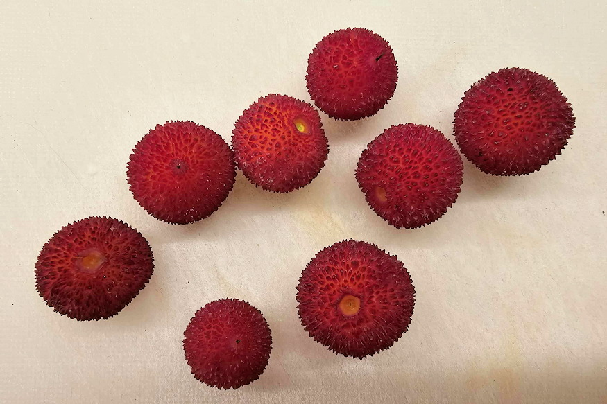 atlanti szamocafa bosszuja 02