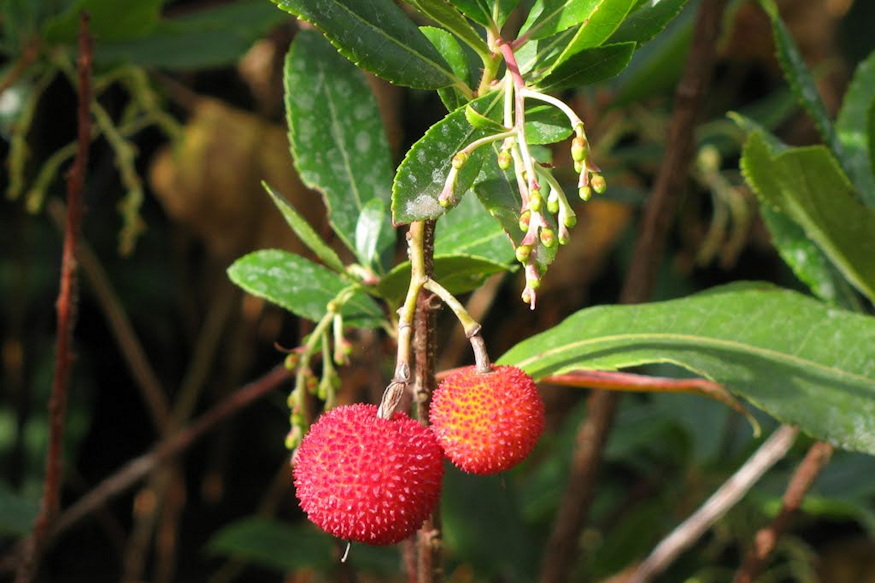 atlanti szamocafa bosszuja 04