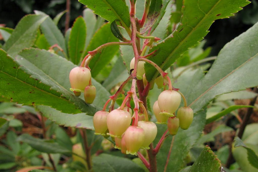 atlanti szamocafa bosszuja 05