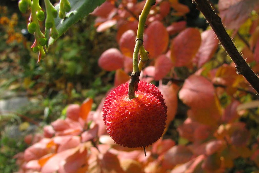 atlanti szamocafa bosszuja 06