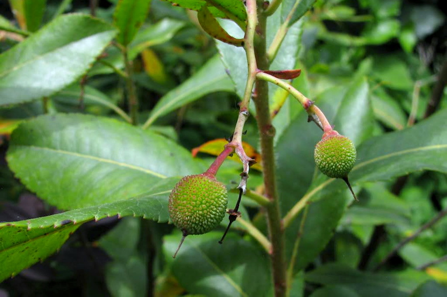 atlanti szamocafa bosszuja 07