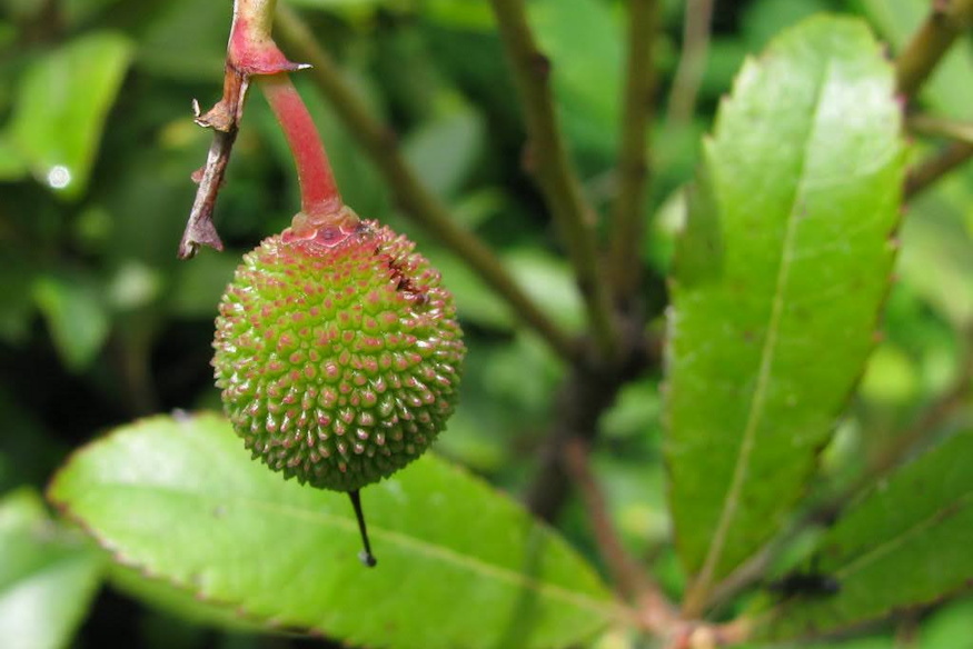 atlanti szamocafa bosszuja 08