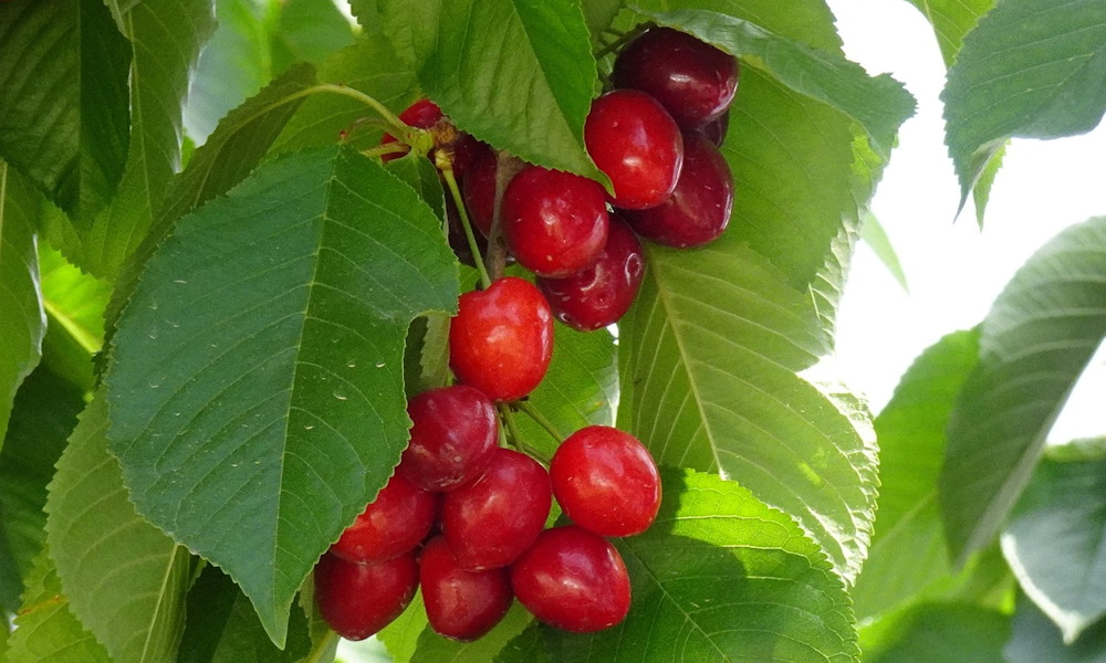 Cseresznyefajták – egy kert, tizenhárom történet