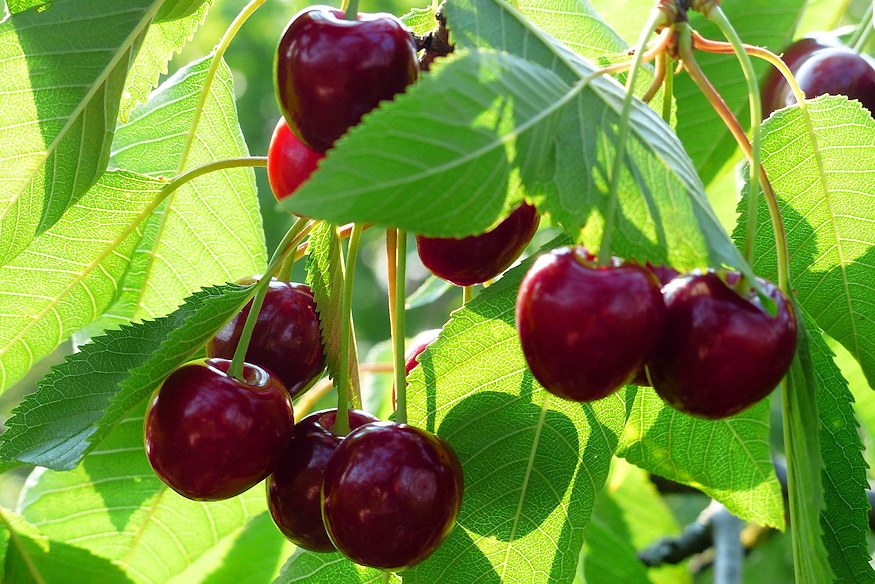 cseresznyefajtak tizenharom 02