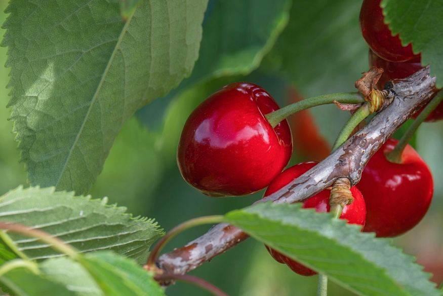 cseresznyefajtak tizenharom 03