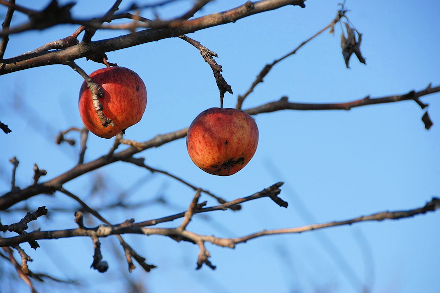 februari metszes ezt ne 04