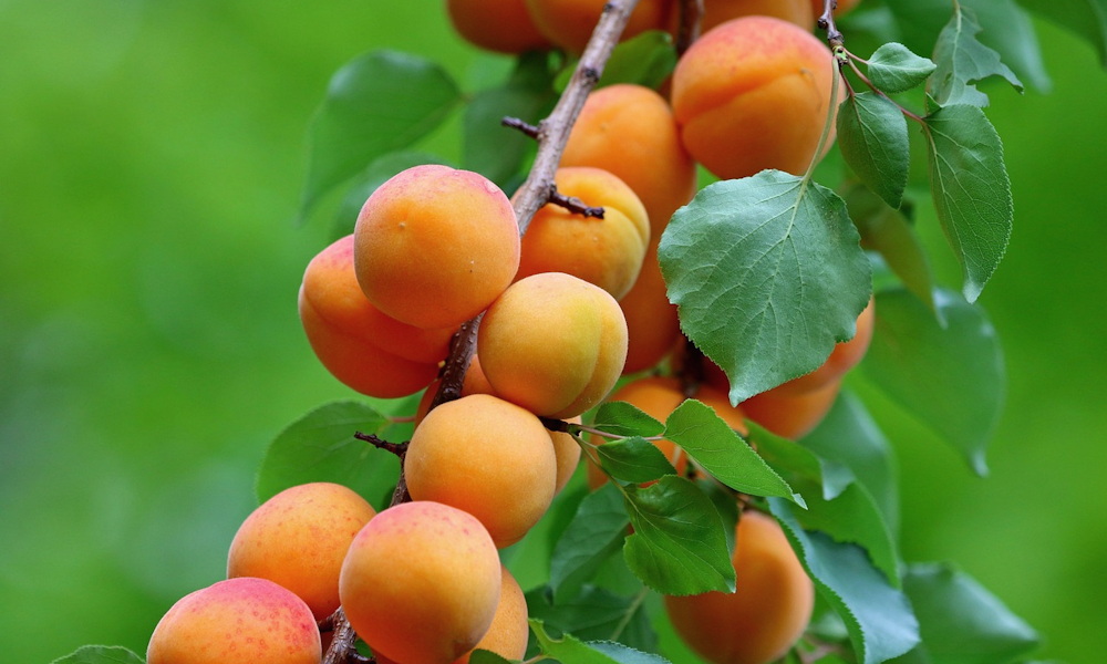 Kajszi a házikertben – örömforrás, idegpróba vagy mindkettő?