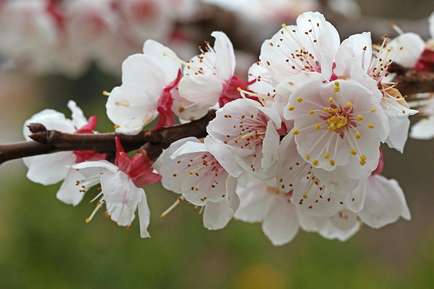 kajszi a hazikertben 02