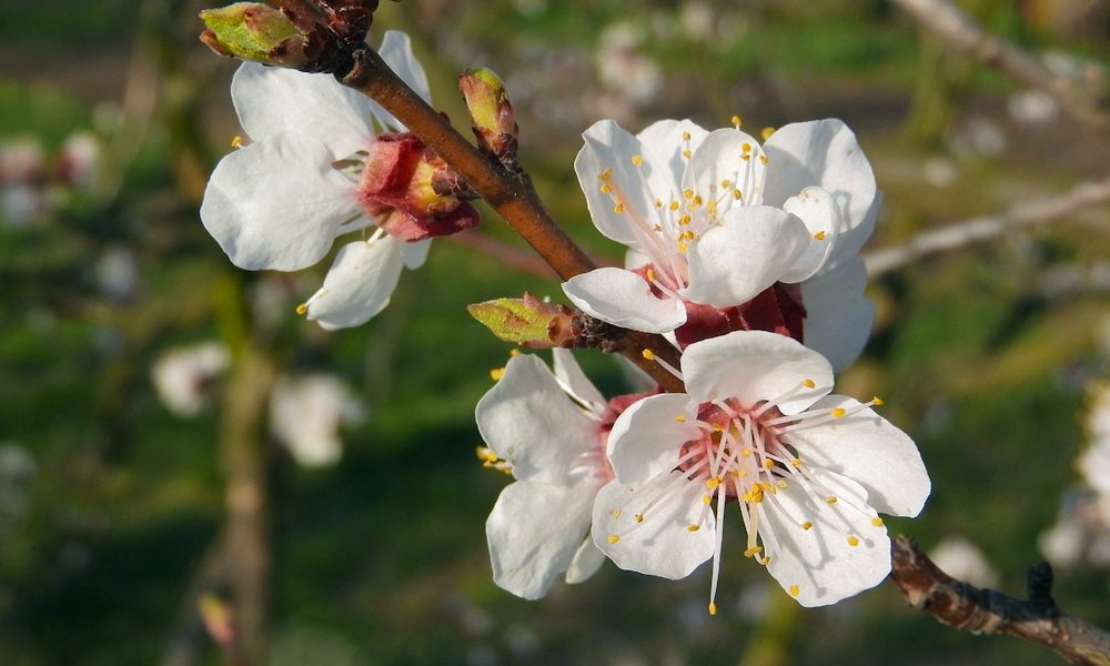 Mire jó a kajszi, ha sosem terem? – Avagy a kertész és a remény örök párharca