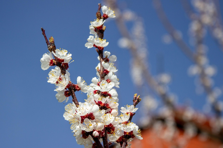 kajszi ha sosem terem 02