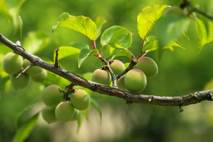 kajszi ha sosem terem 03