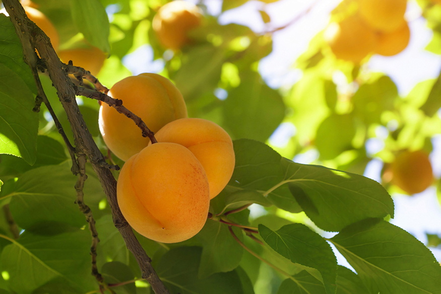 kajszi ha sosem terem 04