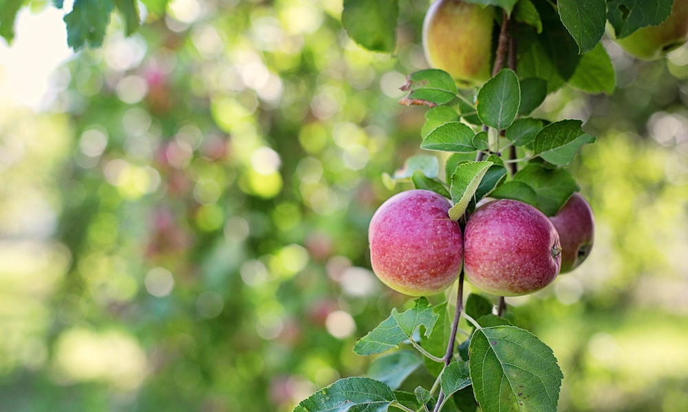 Kicsi a kerted? Ez az a 3 gyümölcs, aminek mégis jut hely