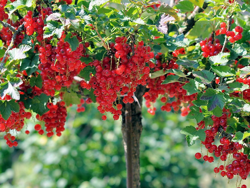 kicsi kerted 3 gyumolcs 02