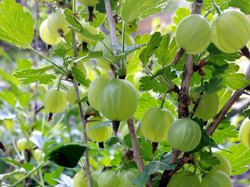 kicsi kerted 3 gyumolcs 04