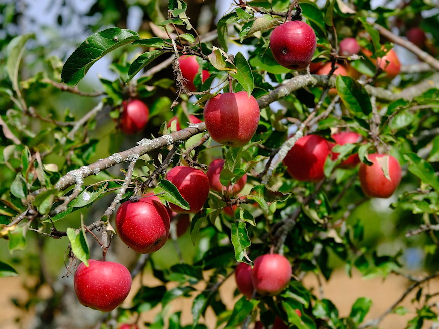 kicsi kerted 3 gyumolcs 05