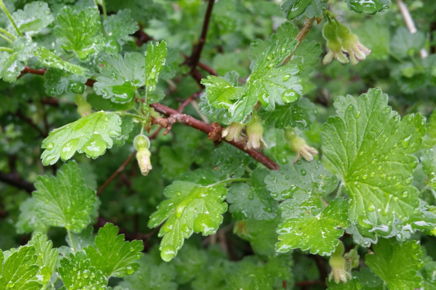 koszmete kertben egres 02