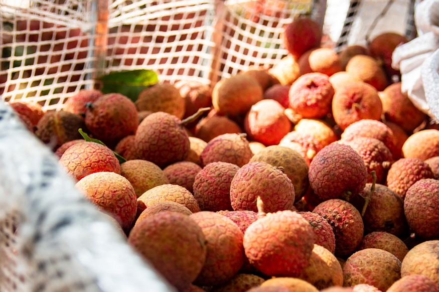 Licsi Magrol Erdemes E 02