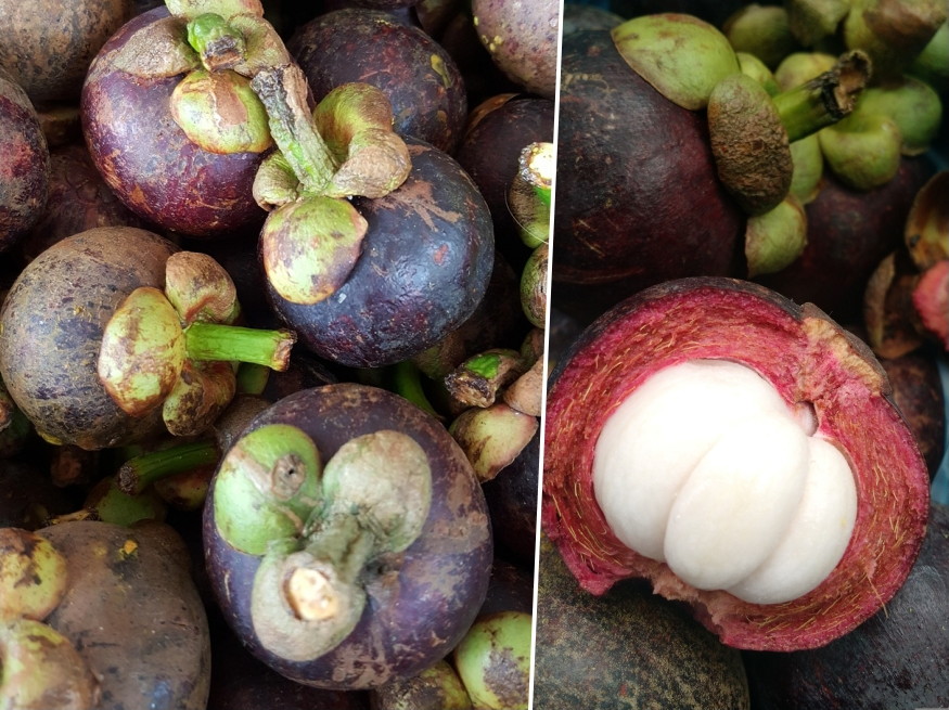 lila granat mangosztan 02