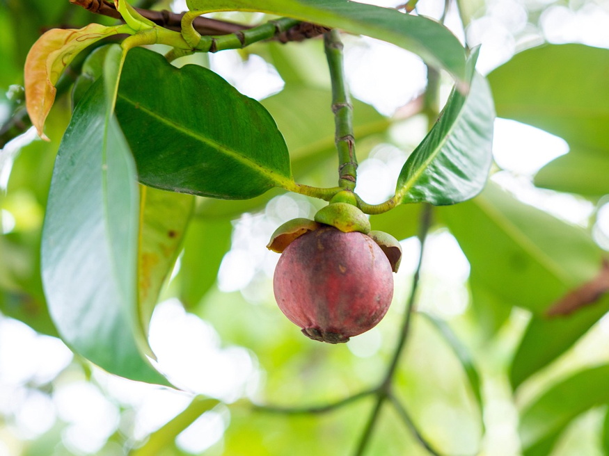 lila granat mangosztan 03