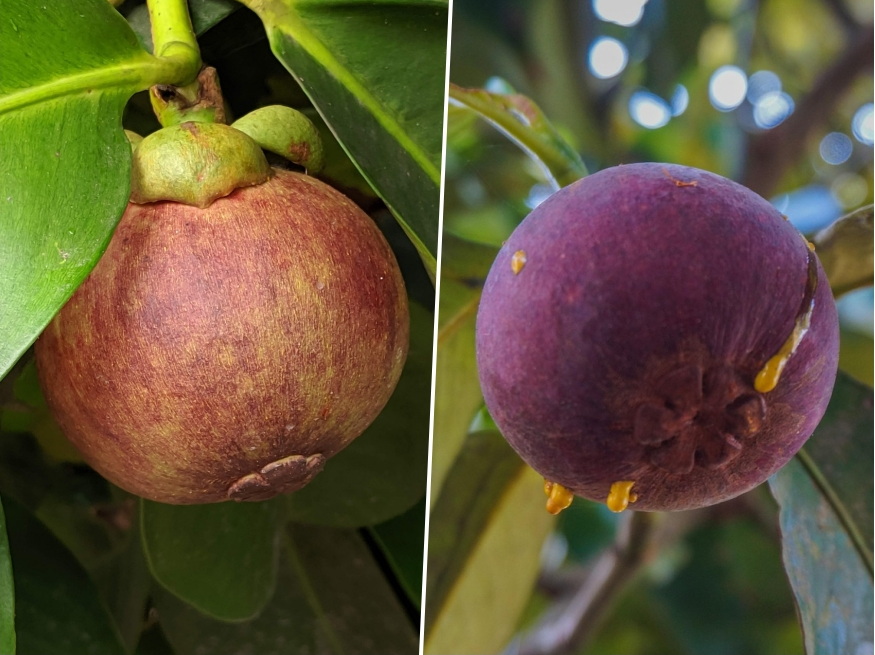 lila granat mangosztan 06