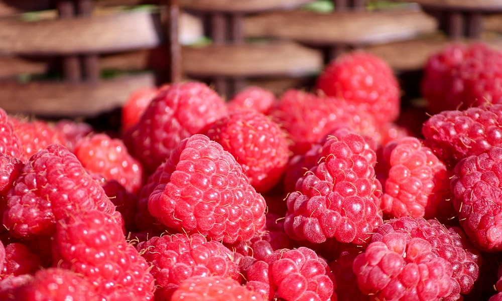 Málna a kertben – miért hálás, és mikor igényel több törődést