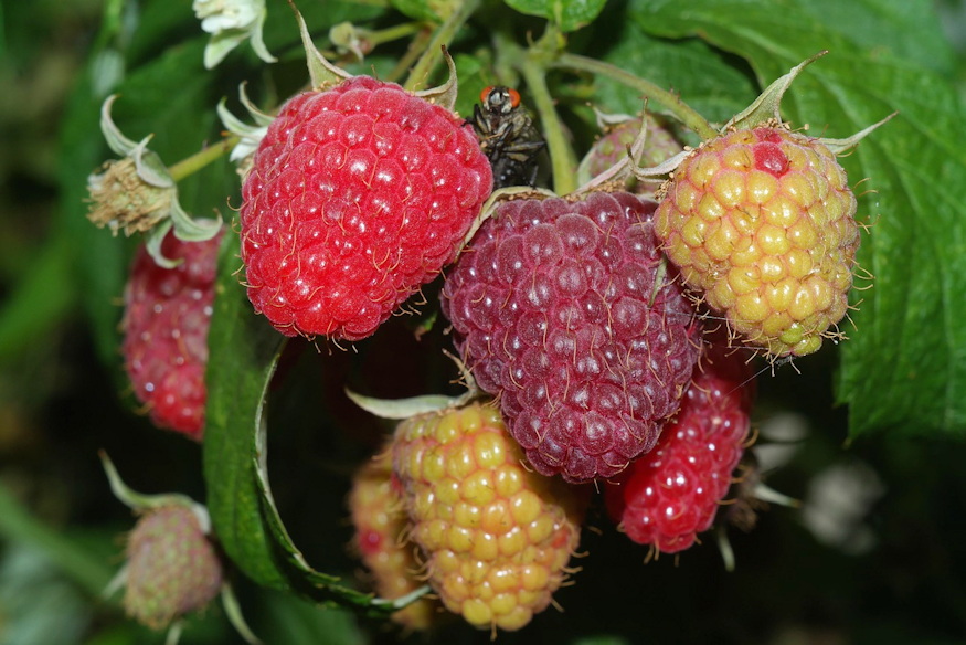 malna kertben miert halas 02