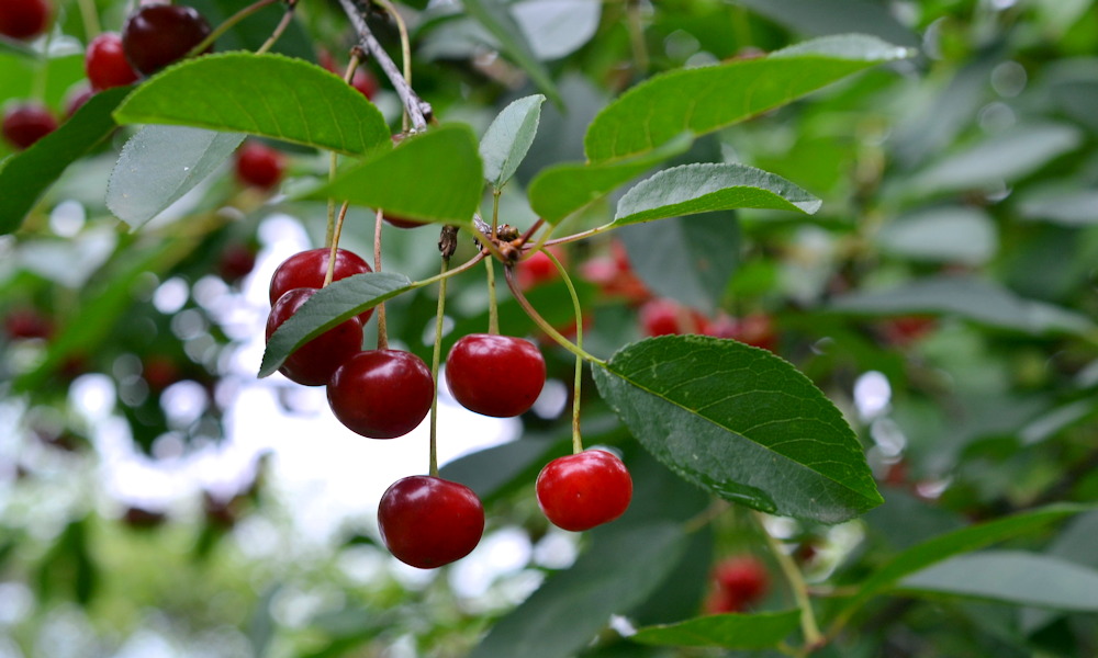 Meggy a házikertben – hálás fa, ha értjük a természetét
