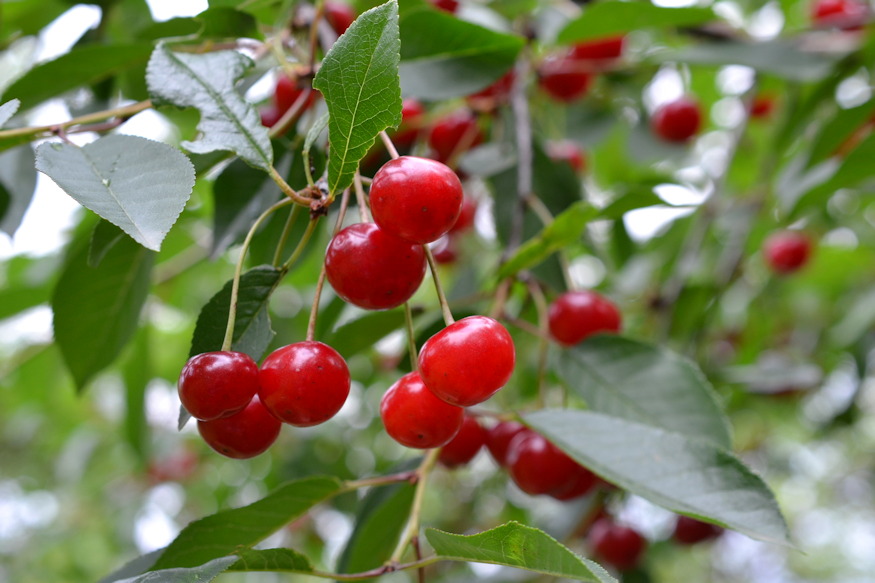 meggy hazikertben halas fa 02