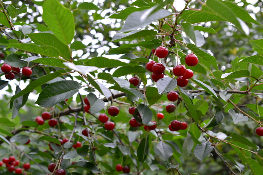 meggy hazikertben halas fa 03