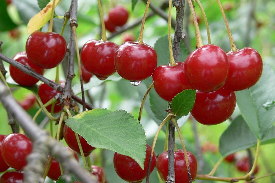 meggy hazikertben halas fa 04