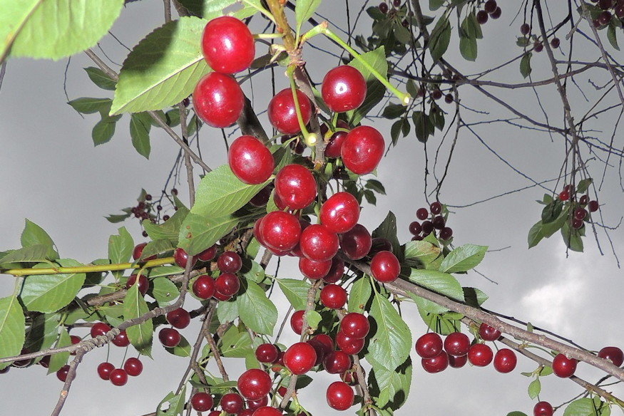 meggy hazikertben halas fa 06