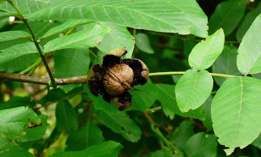 Miért nem terem a diófád? – A 7 leggyakoribb ok, és melyik lehet igaz a te kertedben?