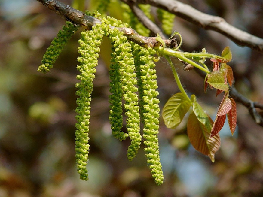 miert nem terem diofad 02