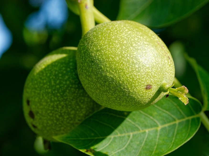 miert nem terem diofad 03