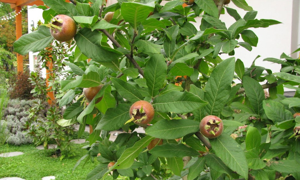A naspolya, amit pofonegyszerű nevelni a kertben