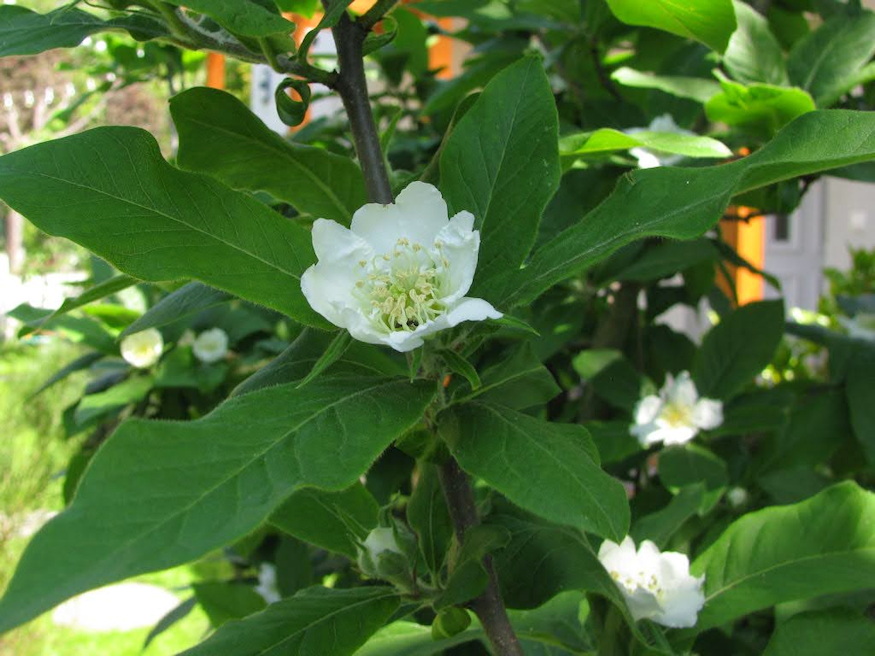 naspolya pofonegyszeru 02