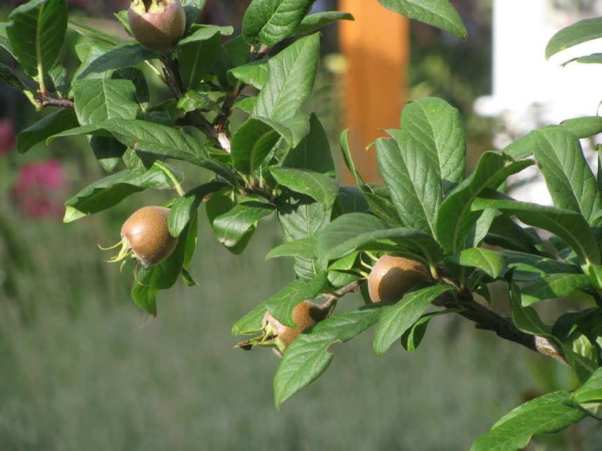 naspolya pofonegyszeru 03