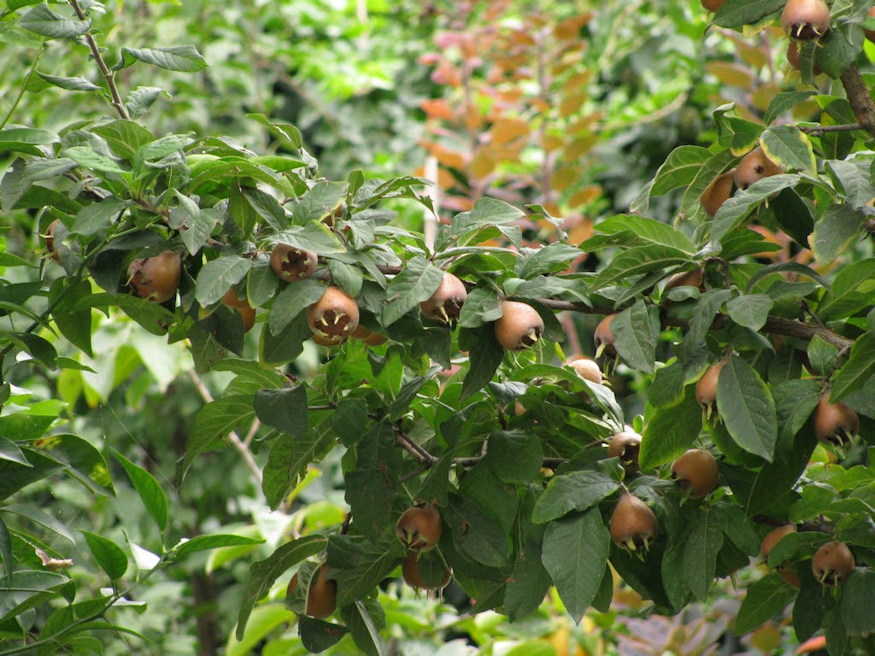 naspolya pofonegyszeru 04