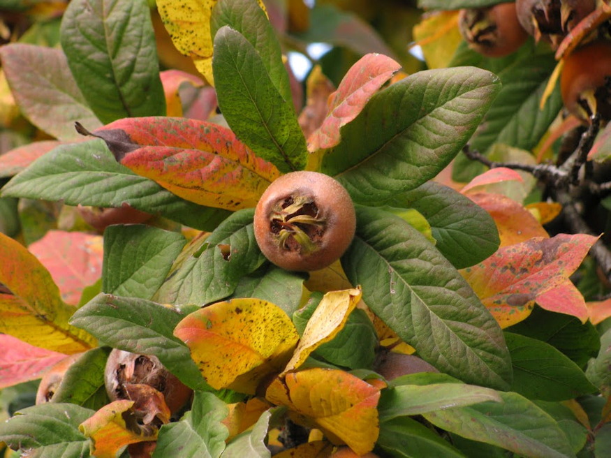 naspolya pofonegyszeru 05